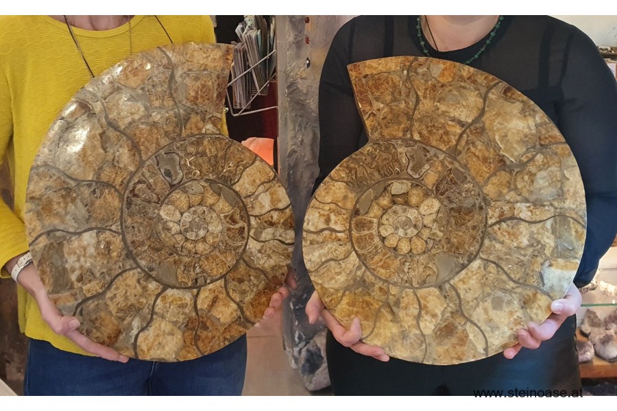 Ammoniten - Paar XL